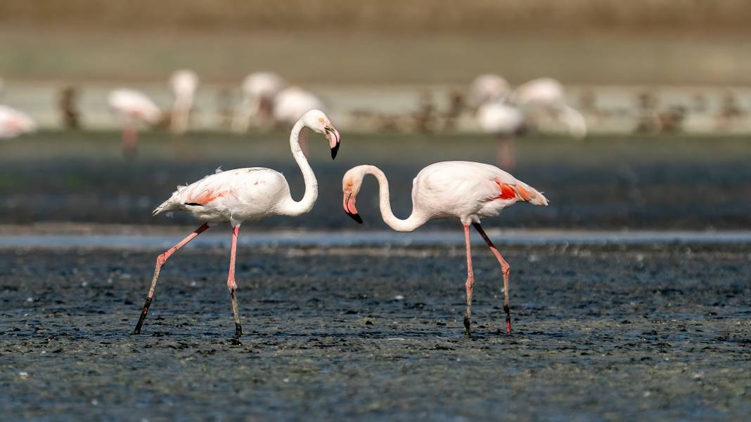 Tuz Gölü, 5 bin yavru flamingoya ev sahipliği yapıyor 3